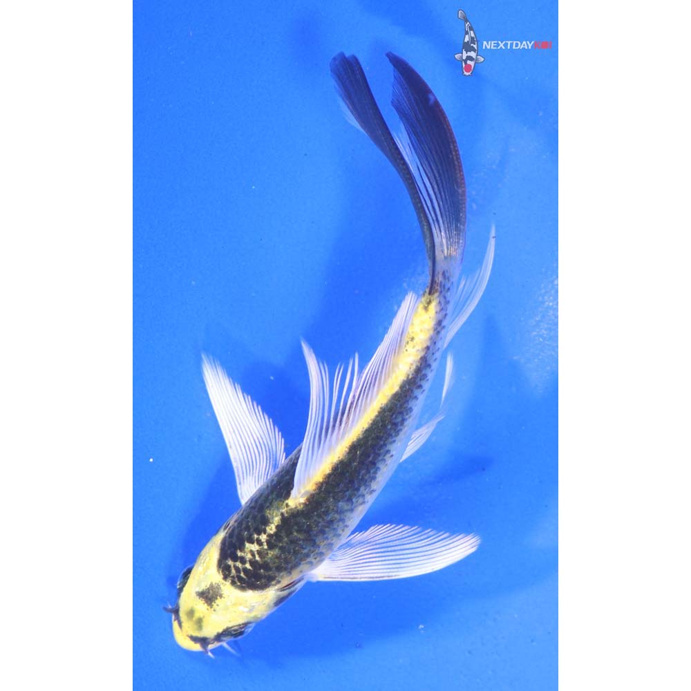 4” Imported Kujaku Butterfly Koi