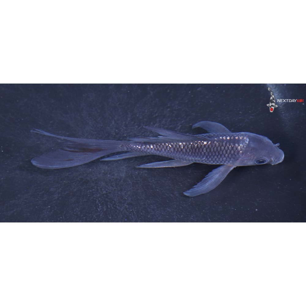 4” Imported Gin Rin Soragoi Butterfly Koi