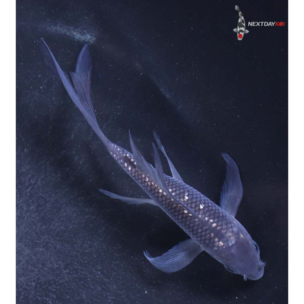 4” Imported Gin Rin Soragoi Butterfly Koi