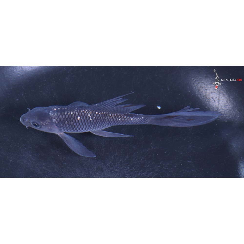 4” Imported Gin Rin Soragoi Butterfly Koi