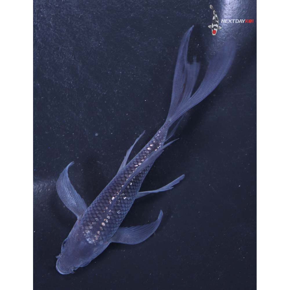 4” Imported Gin Rin Soragoi Butterfly Koi