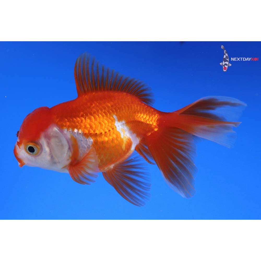 4” Imported Red and White Oranda