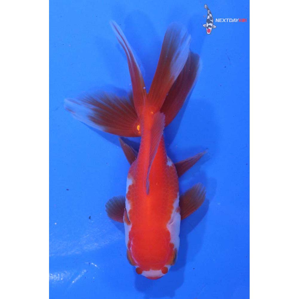 4” Imported Red and White Oranda