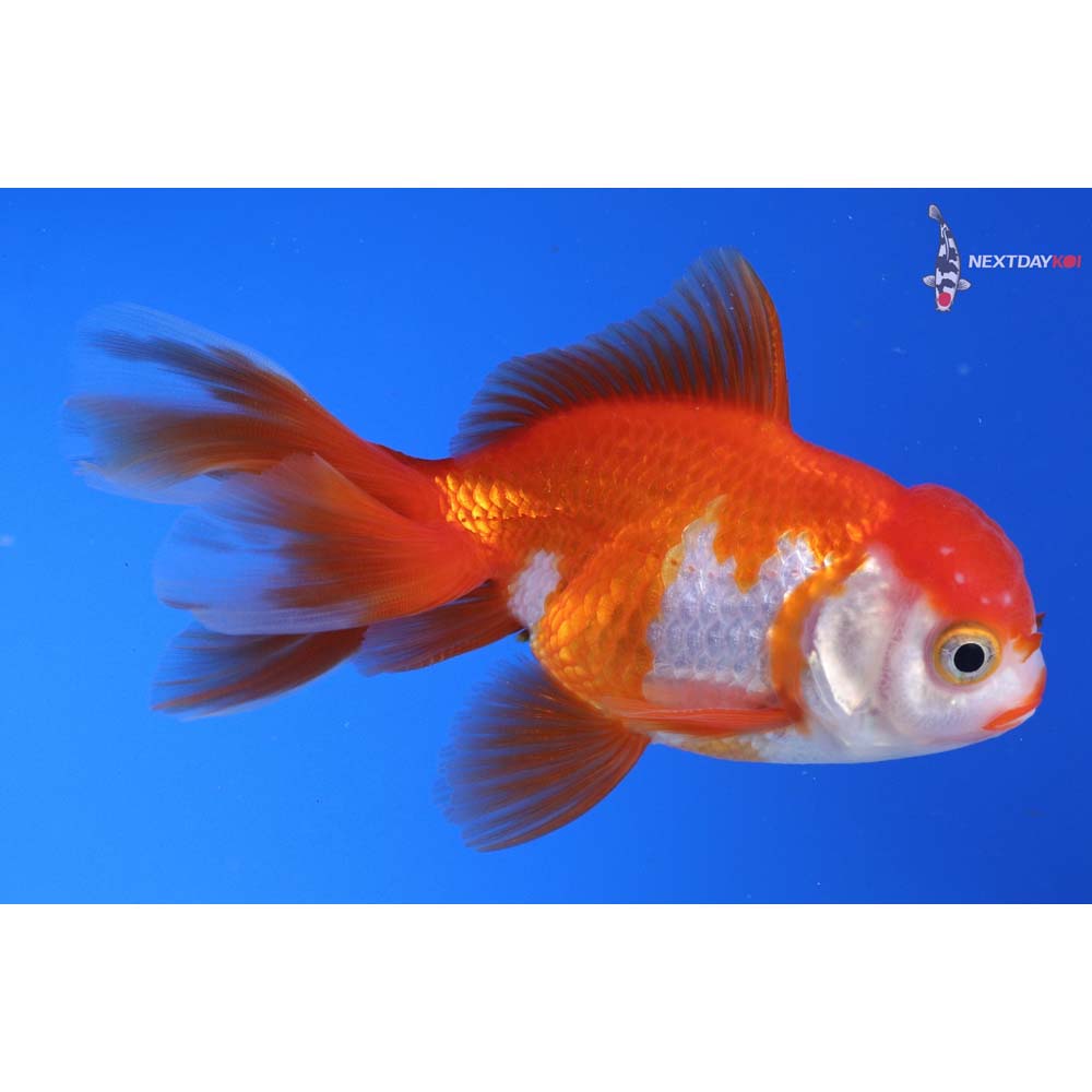 4” Imported Red and White Oranda