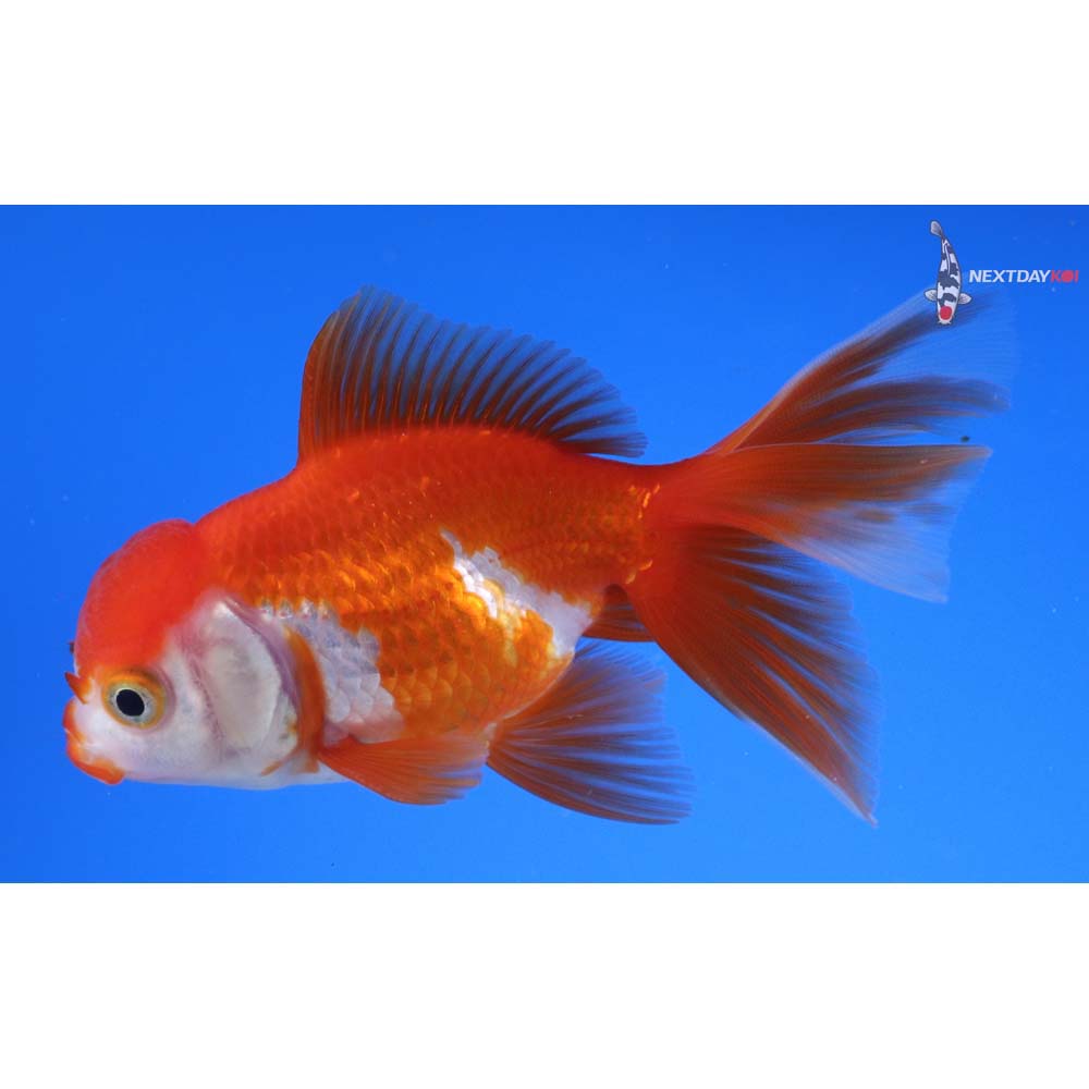 4” Imported Red and White Oranda