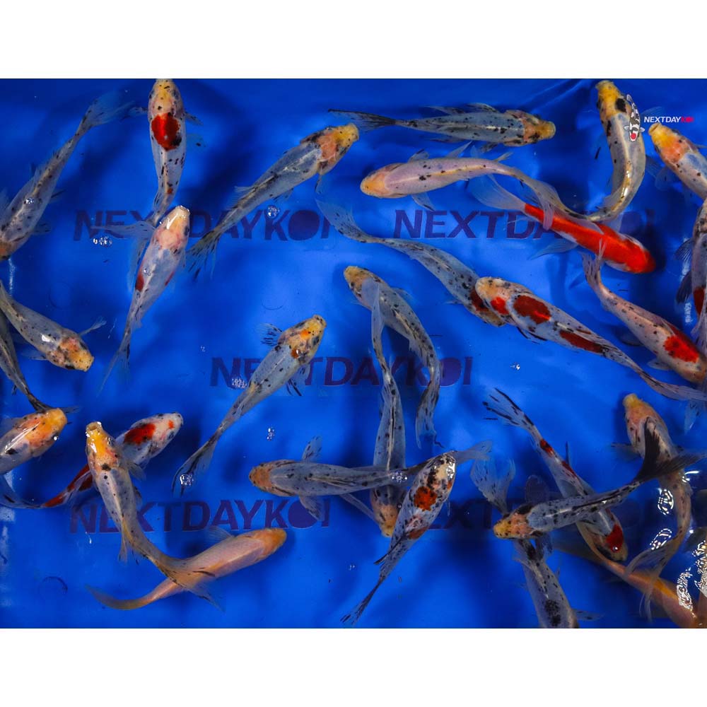 6-7” Imported Shubunkin Goldfish