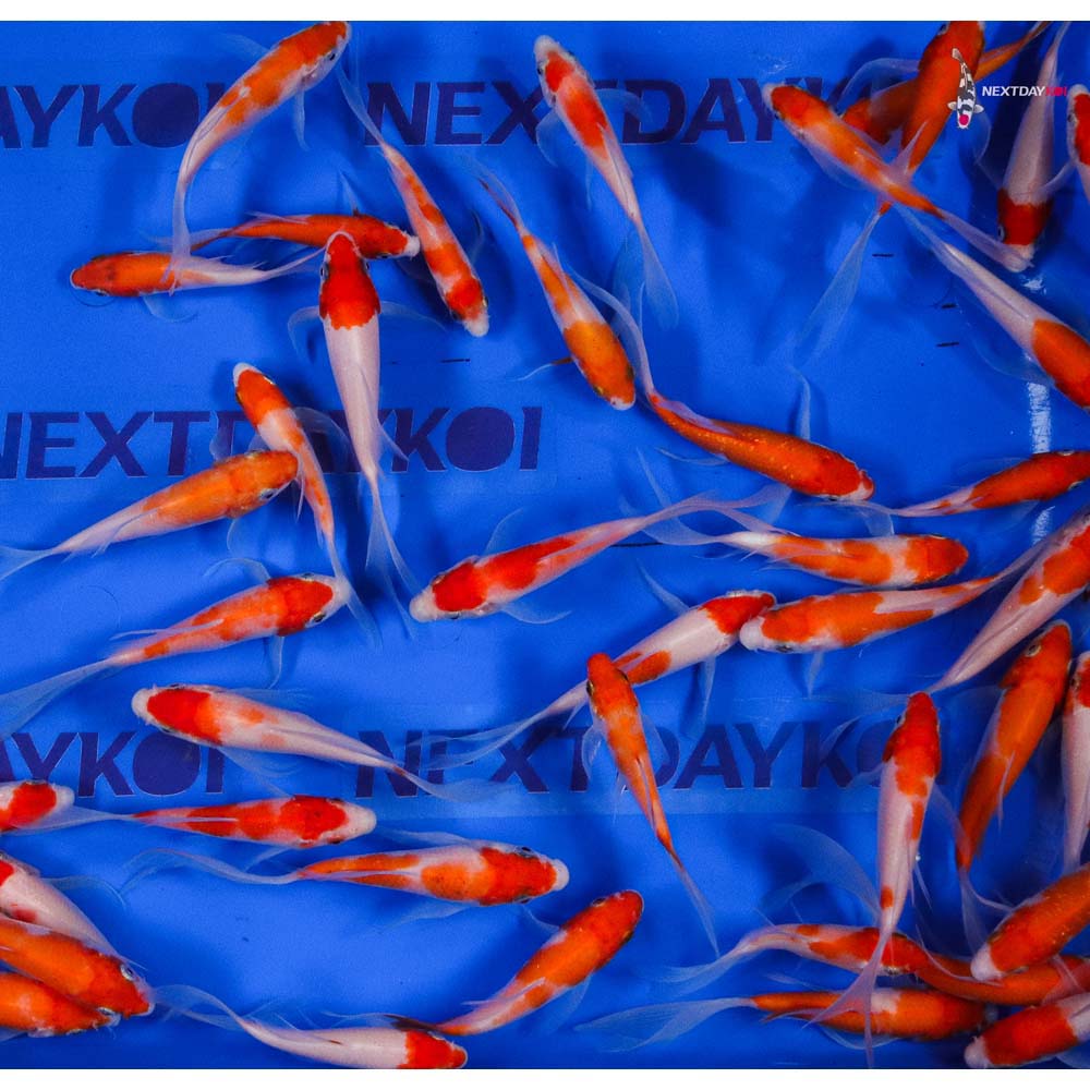 4-5" Imported Kohaku Butterfly Koi Mix