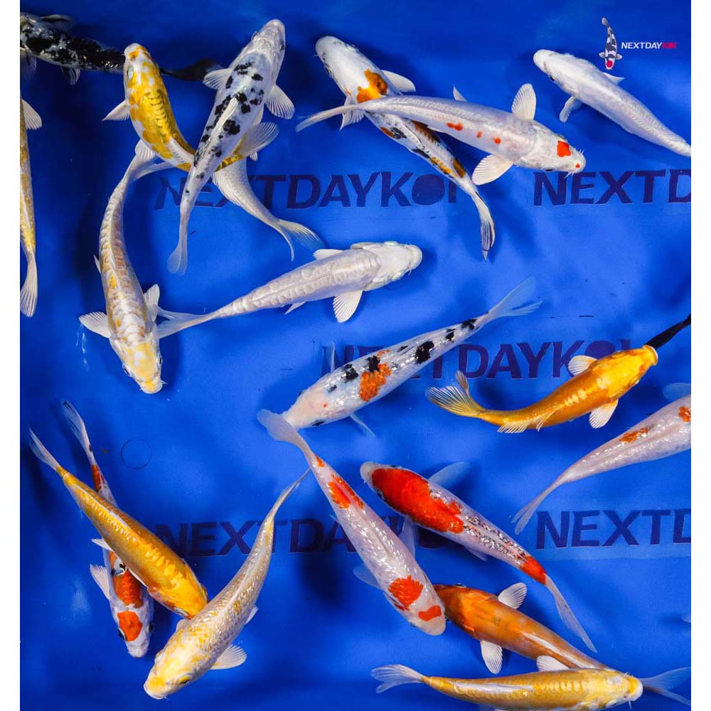 6-7" Imported Doitsu and Gin Rin Koi Mix