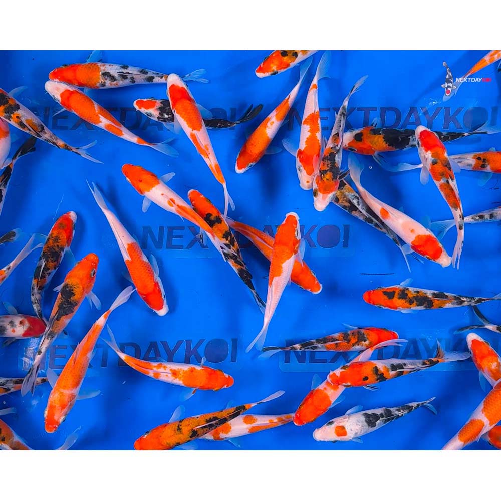 Imported Kohaku and Sanke Koi Mix
