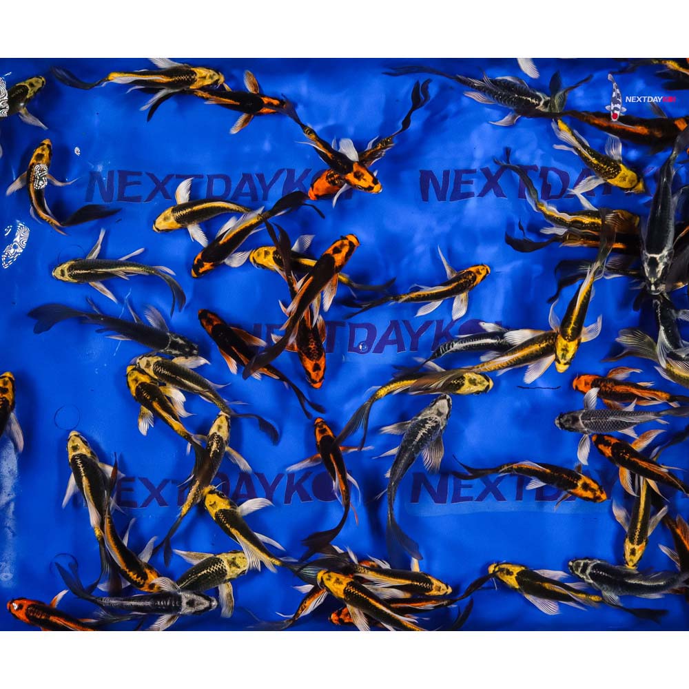 4-5" Imported Kabuto Butterfly Koi