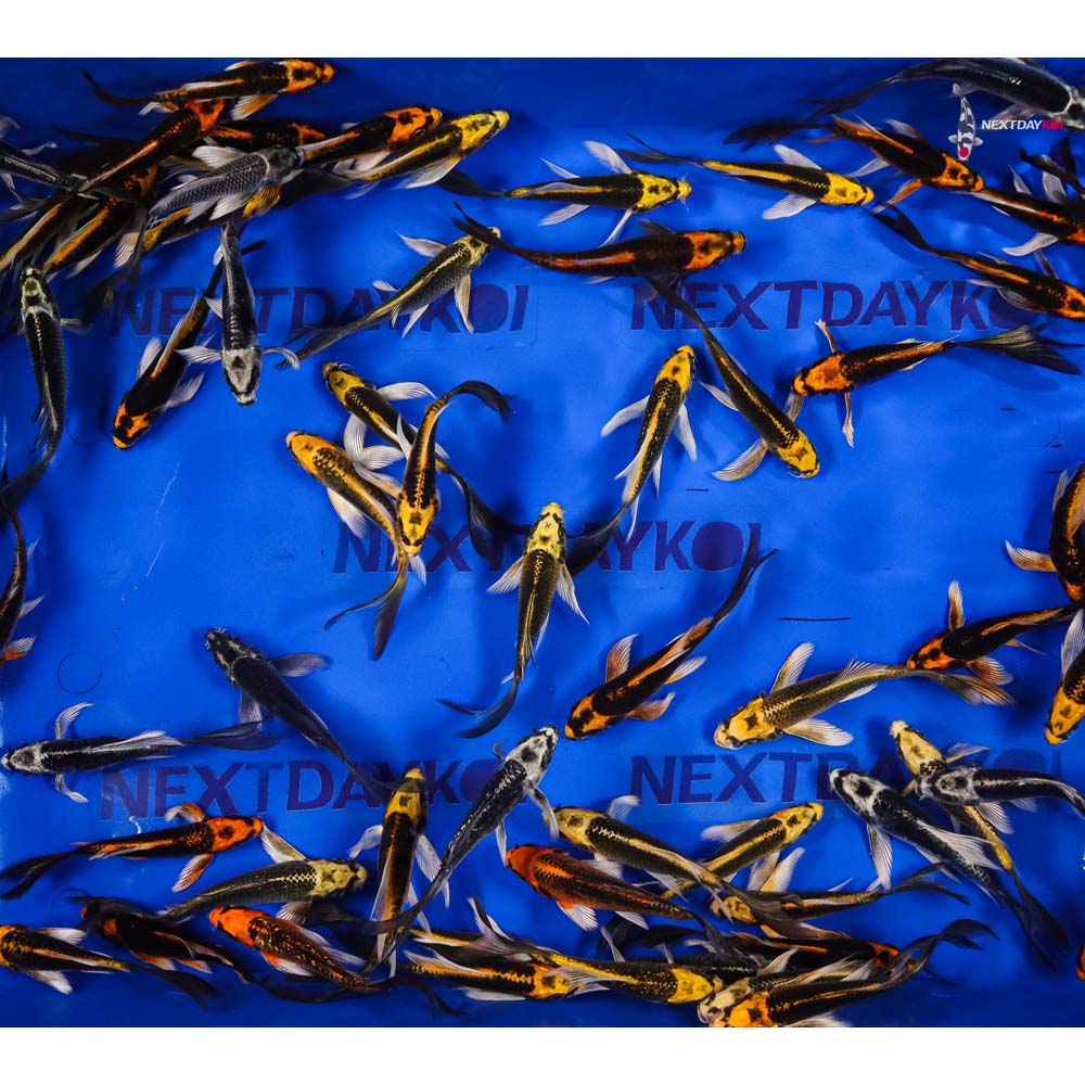 4-5" Imported Kabuto Butterfly Koi - Image 7