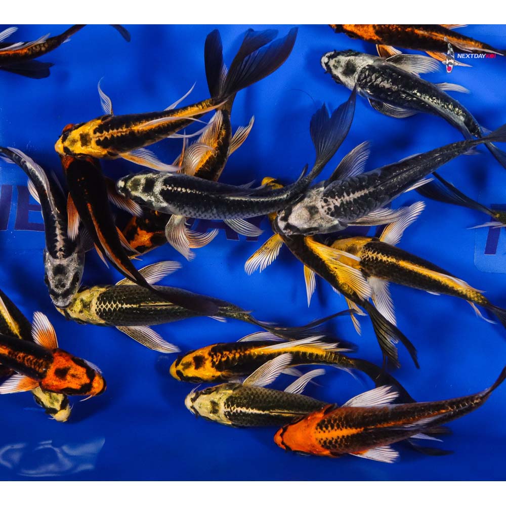 4-5" Imported Kabuto Butterfly Koi - Image 4