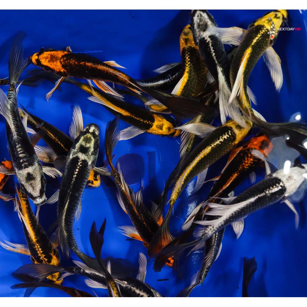 4-5" Imported Kabuto Butterfly Koi - Image 2