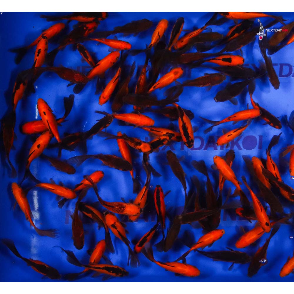 4-5” Imported Red Panda Comet Goldfish - Image 9