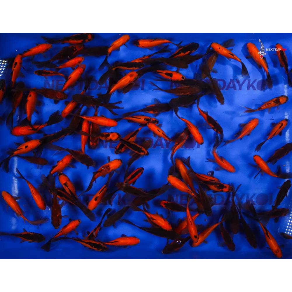 4-5” Imported Red Panda Comet Goldfish - Image 11