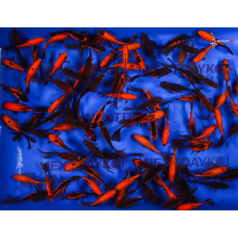 4-5” Imported Red Panda Comet Goldfish