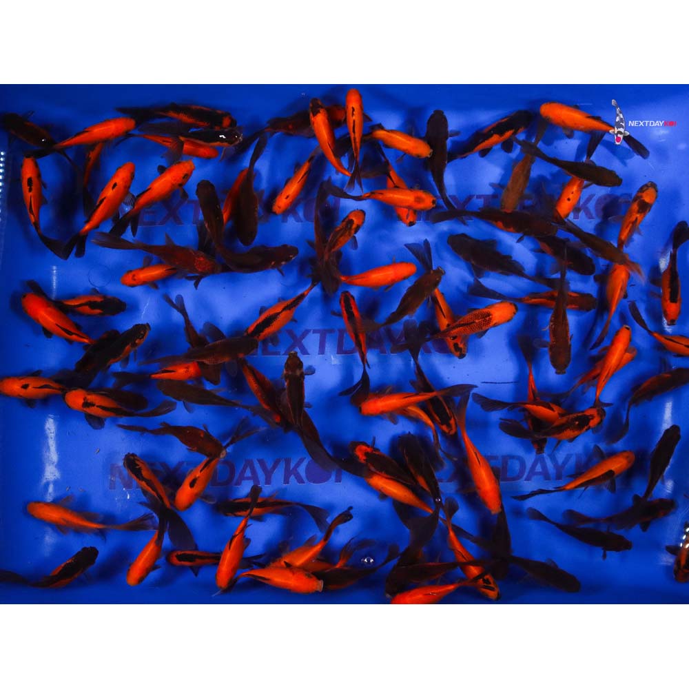 4-5” Imported Red Panda Comet Goldfish - Image 5
