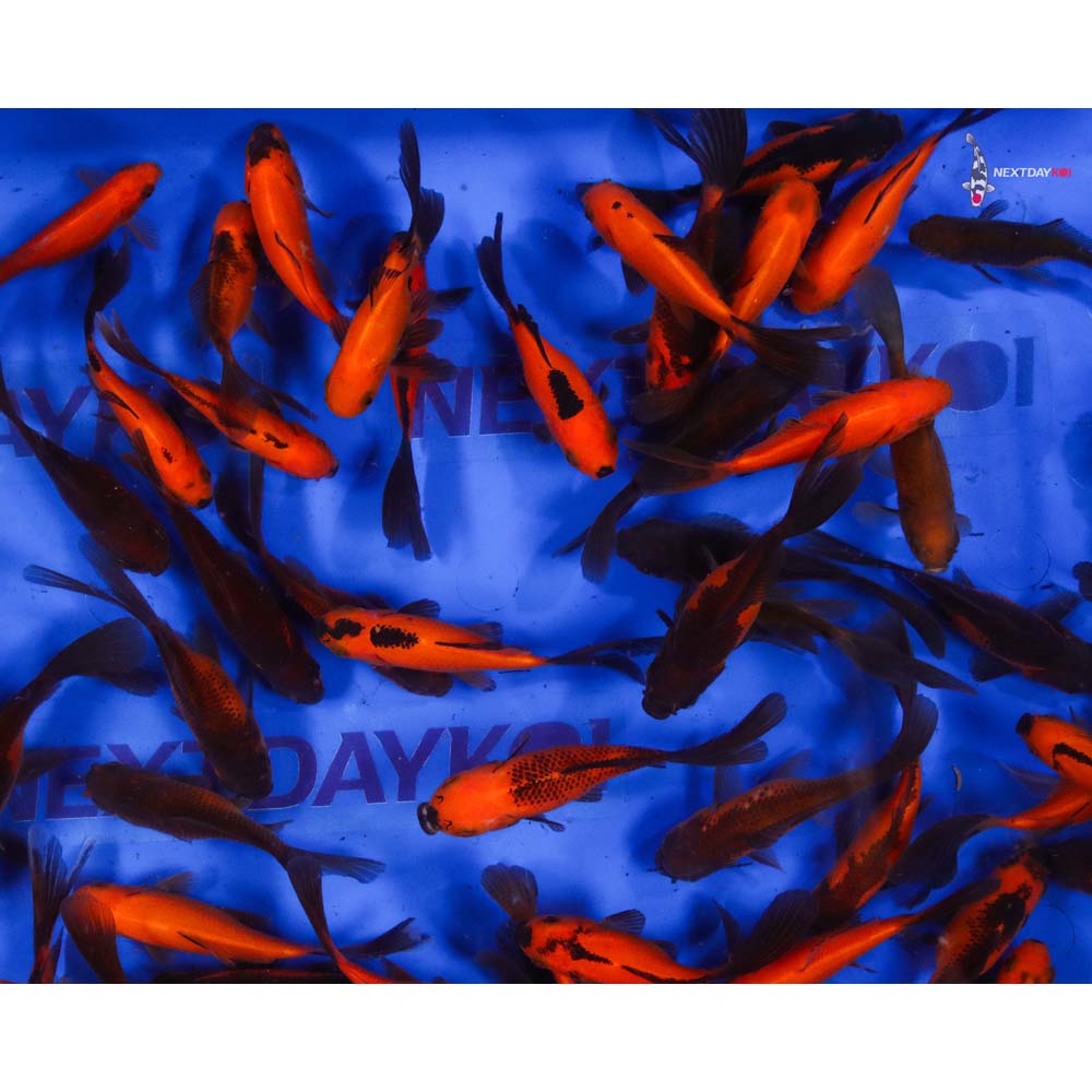 4-5” Imported Red Panda Comet Goldfish - Image 7