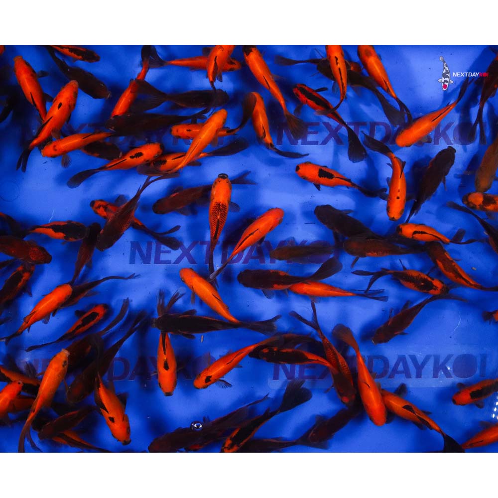 4-5” Imported Red Panda Comet Goldfish - Image 3