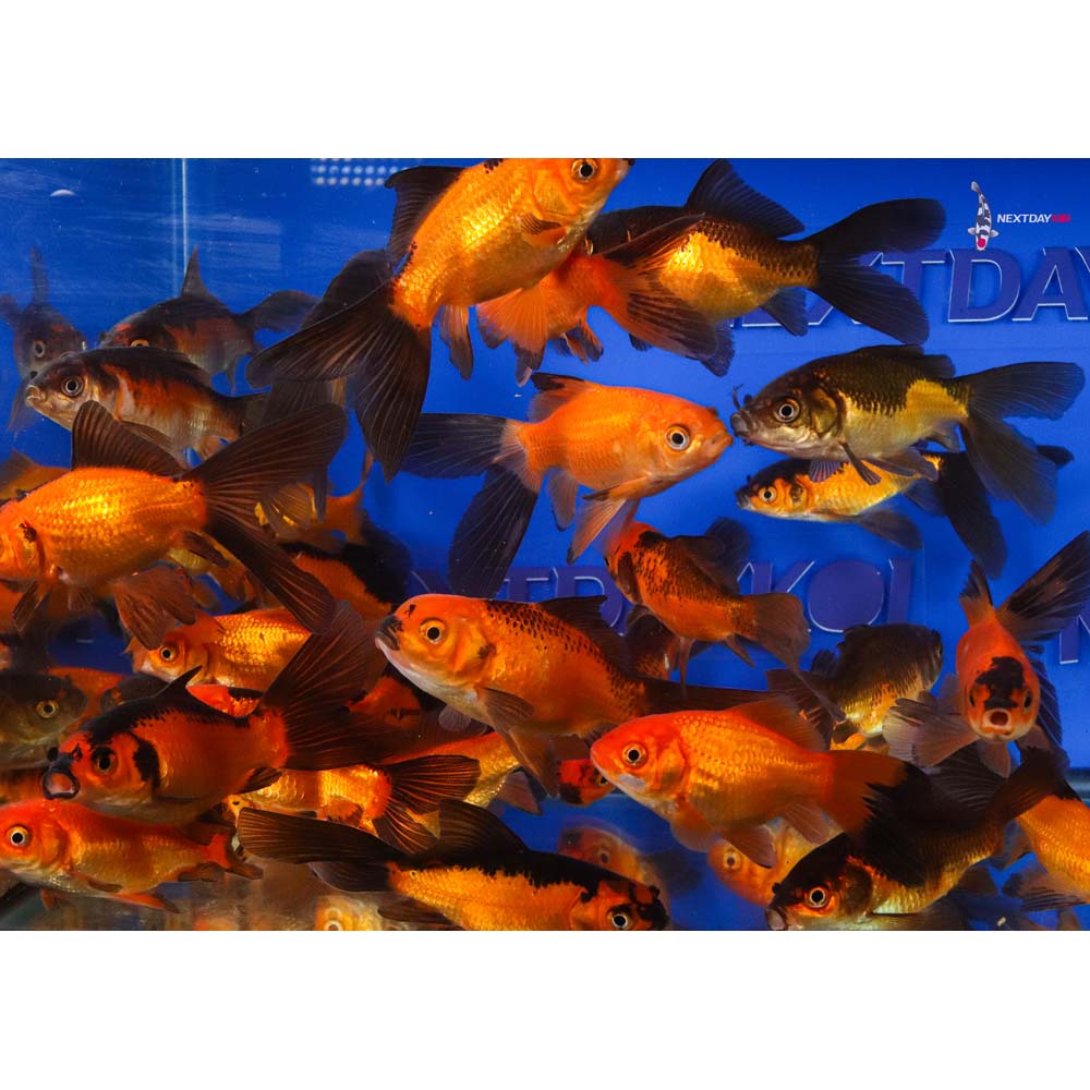 4-5” Imported Red Panda Comet Goldfish - Image 8