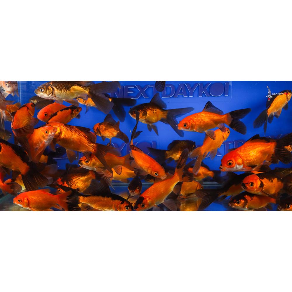 4-5” Imported Red Panda Comet Goldfish - Image 10