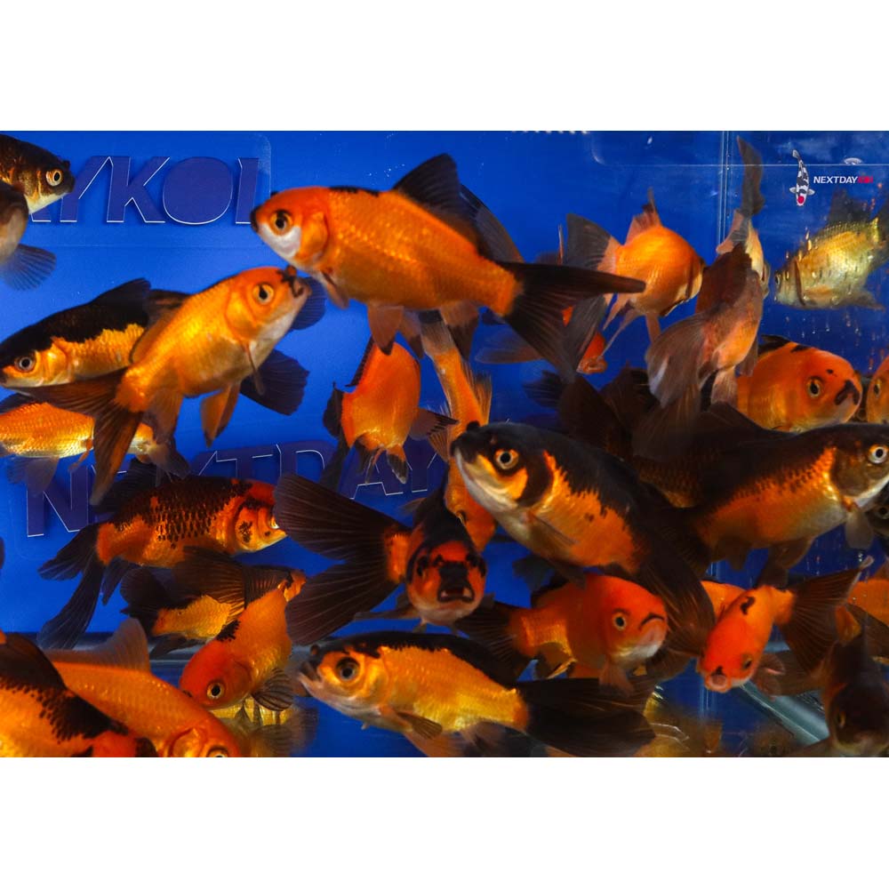 4-5” Imported Red Panda Comet Goldfish - Image 4
