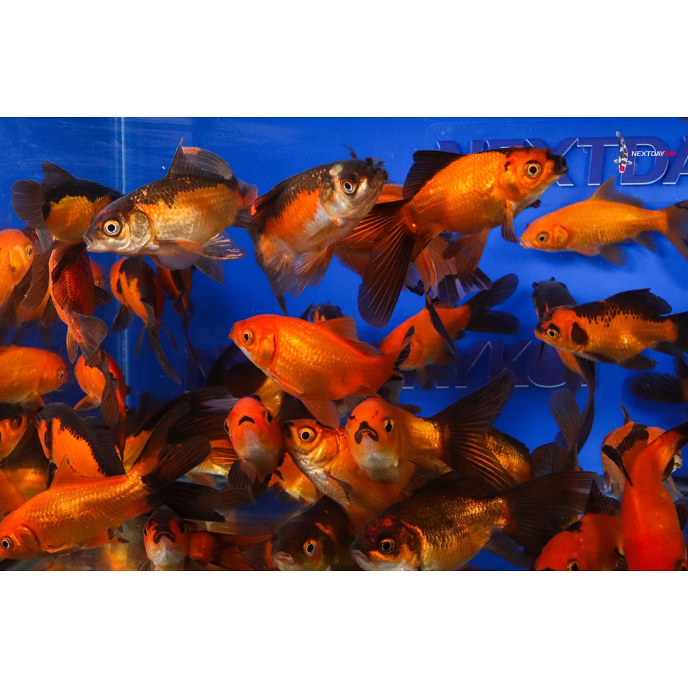 4-5” Imported Red Panda Comet Goldfish - Image 6