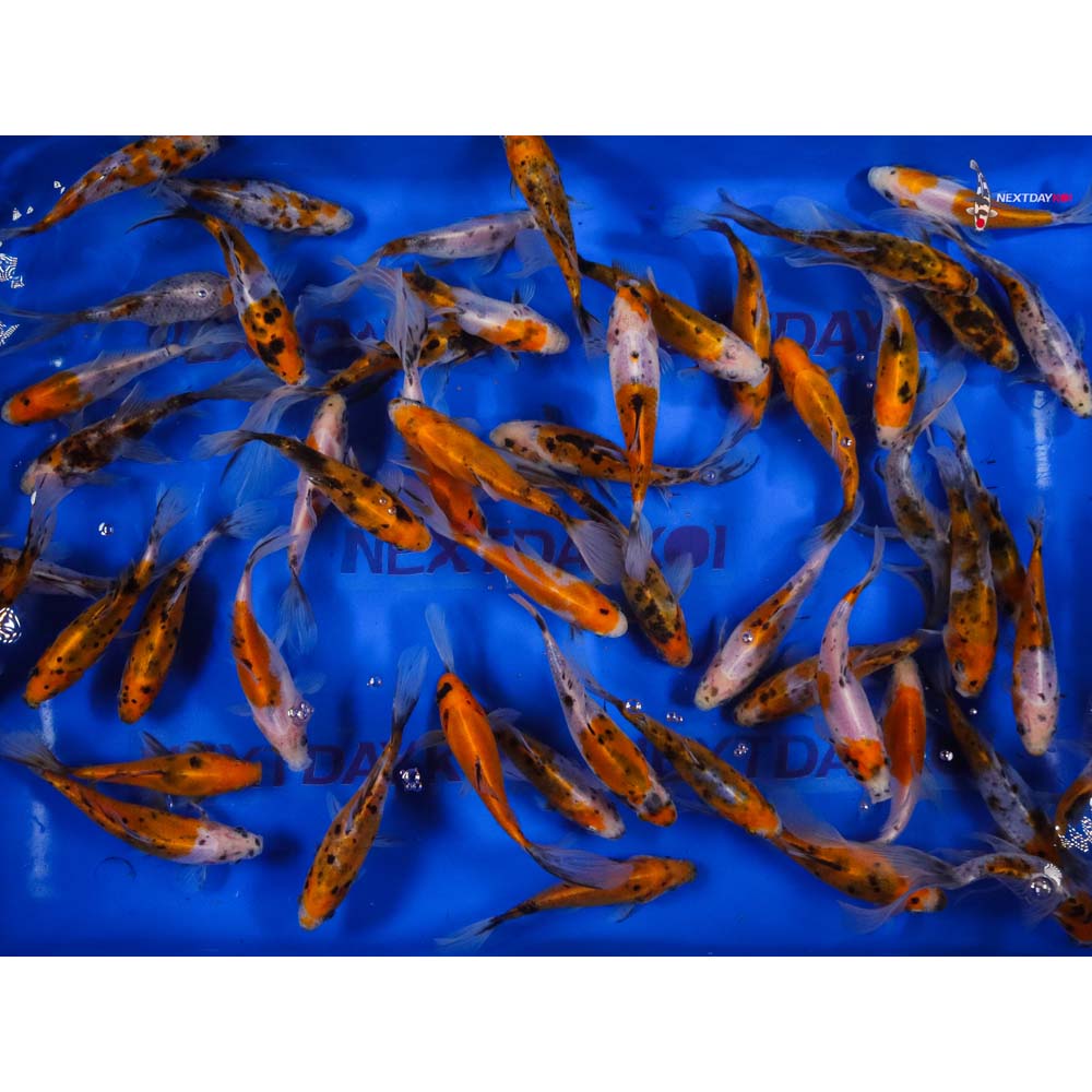 5-6” Imported Solar Flare Shubunkin Goldfish - Image 4