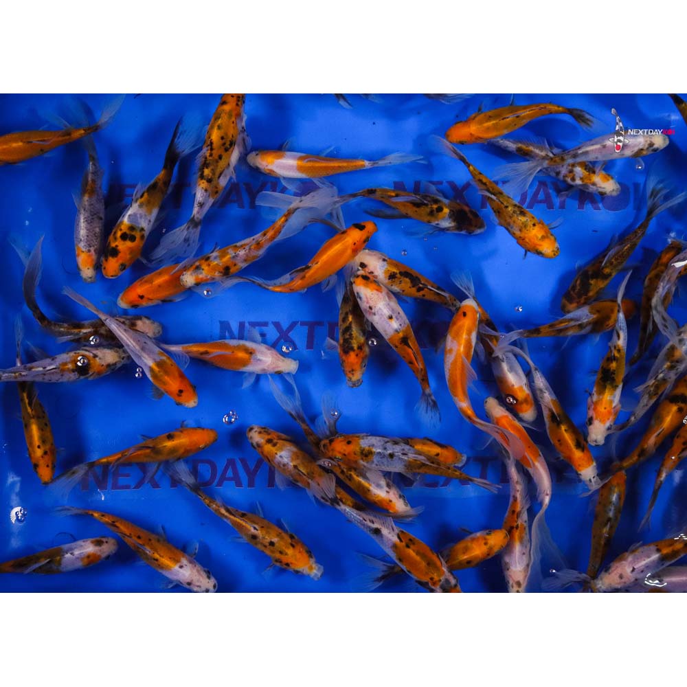 5-6” Imported Solar Flare Shubunkin Goldfish - Image 10