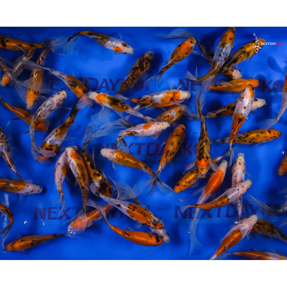 5-6” Imported Solar Flare Shubunkin Goldfish
