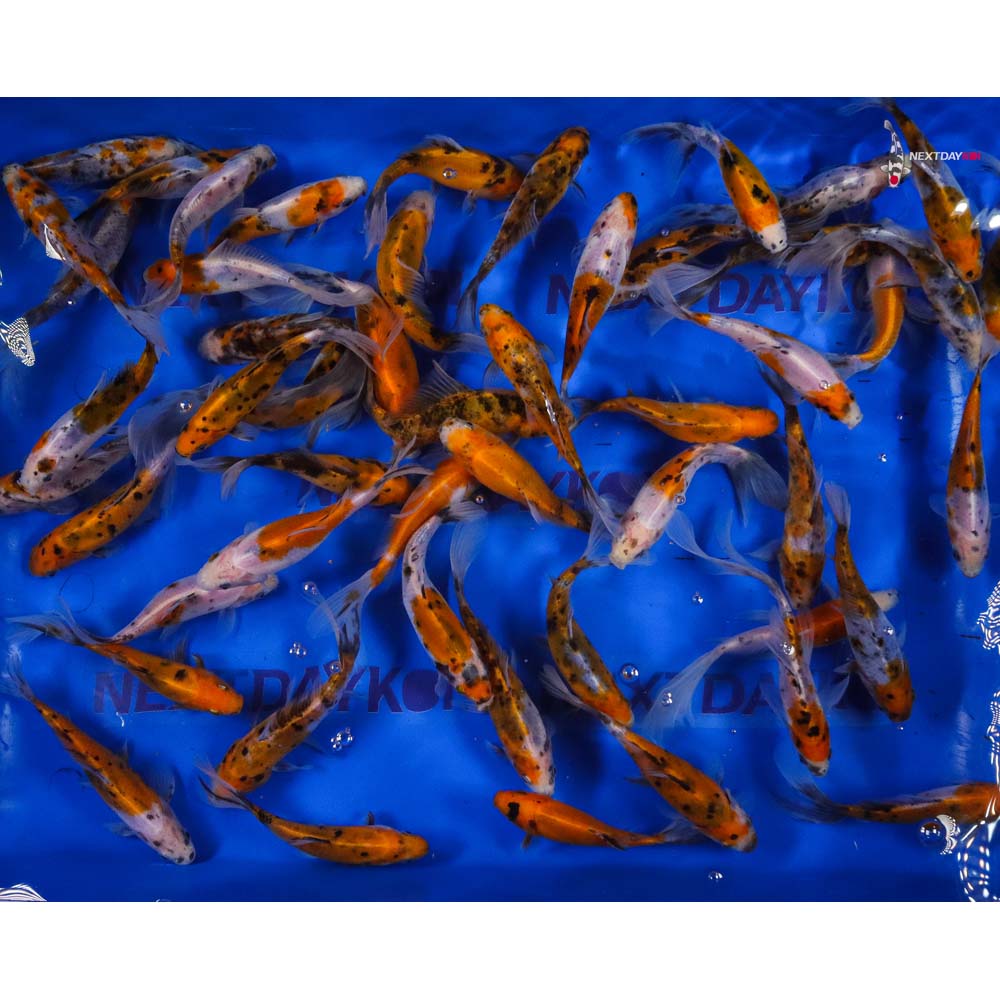 5-6” Imported Solar Flare Shubunkin Goldfish - Image 7