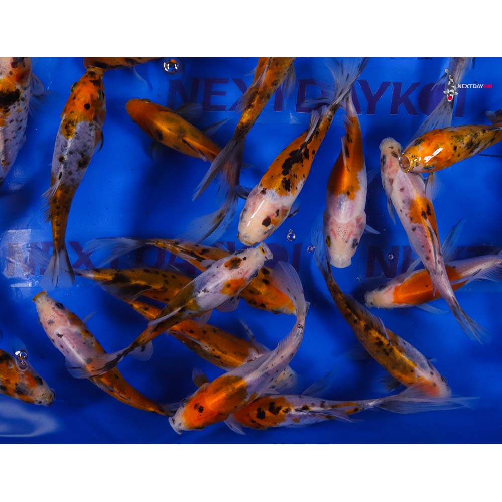 5-6” Imported Solar Flare Shubunkin Goldfish - Image 3