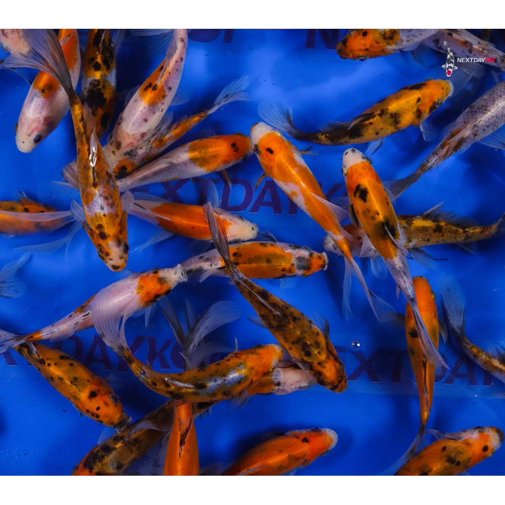 5-6” Imported Solar Flare Shubunkin Goldfish - Image 6