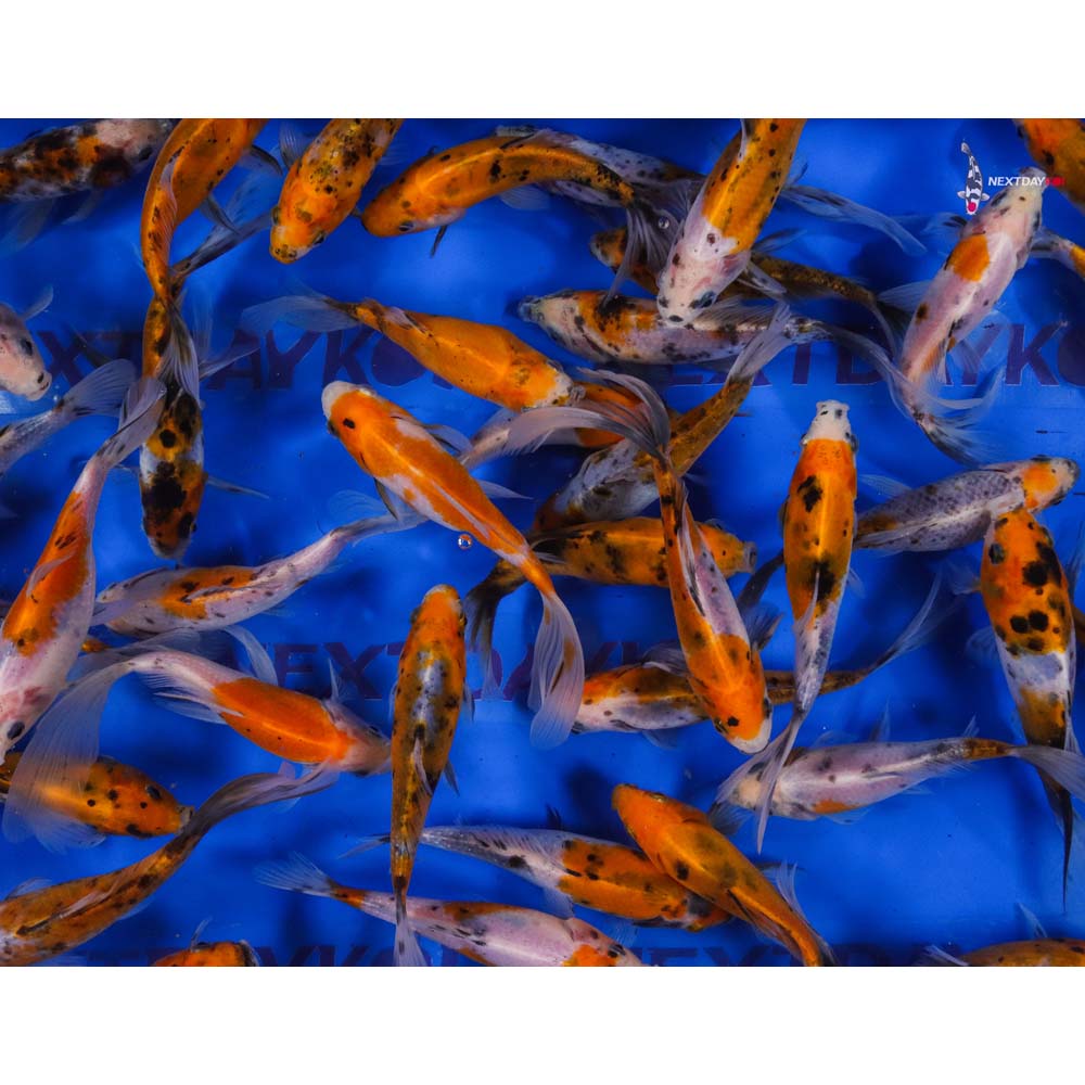 5-6” Imported Solar Flare Shubunkin Goldfish - Image 9