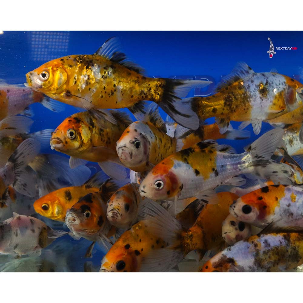 5-6” Imported Solar Flare Shubunkin Goldfish - Image 2