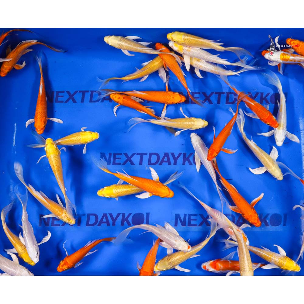 Imported Sunshine Butterfly Koi Mix