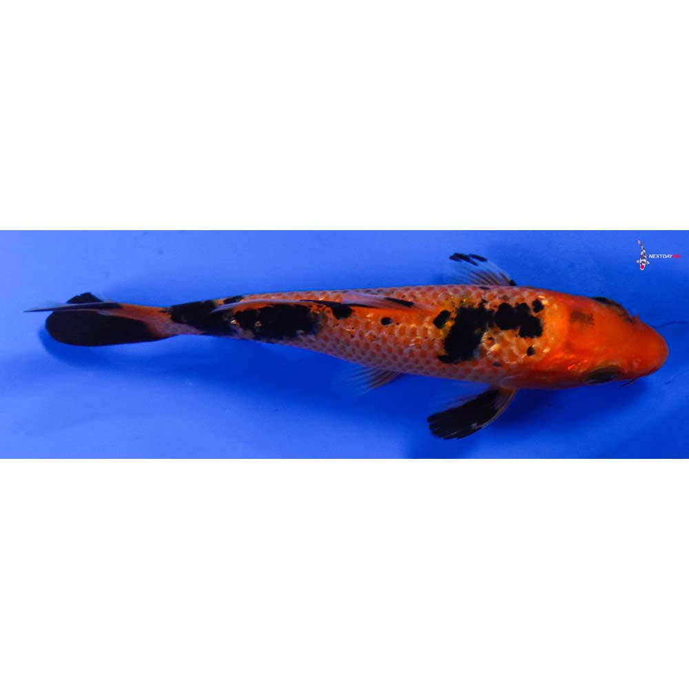 4” Imported Gin Rin Aka Bekko