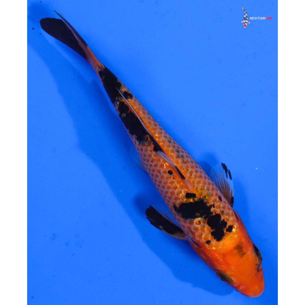 4” Imported Gin Rin Aka Bekko