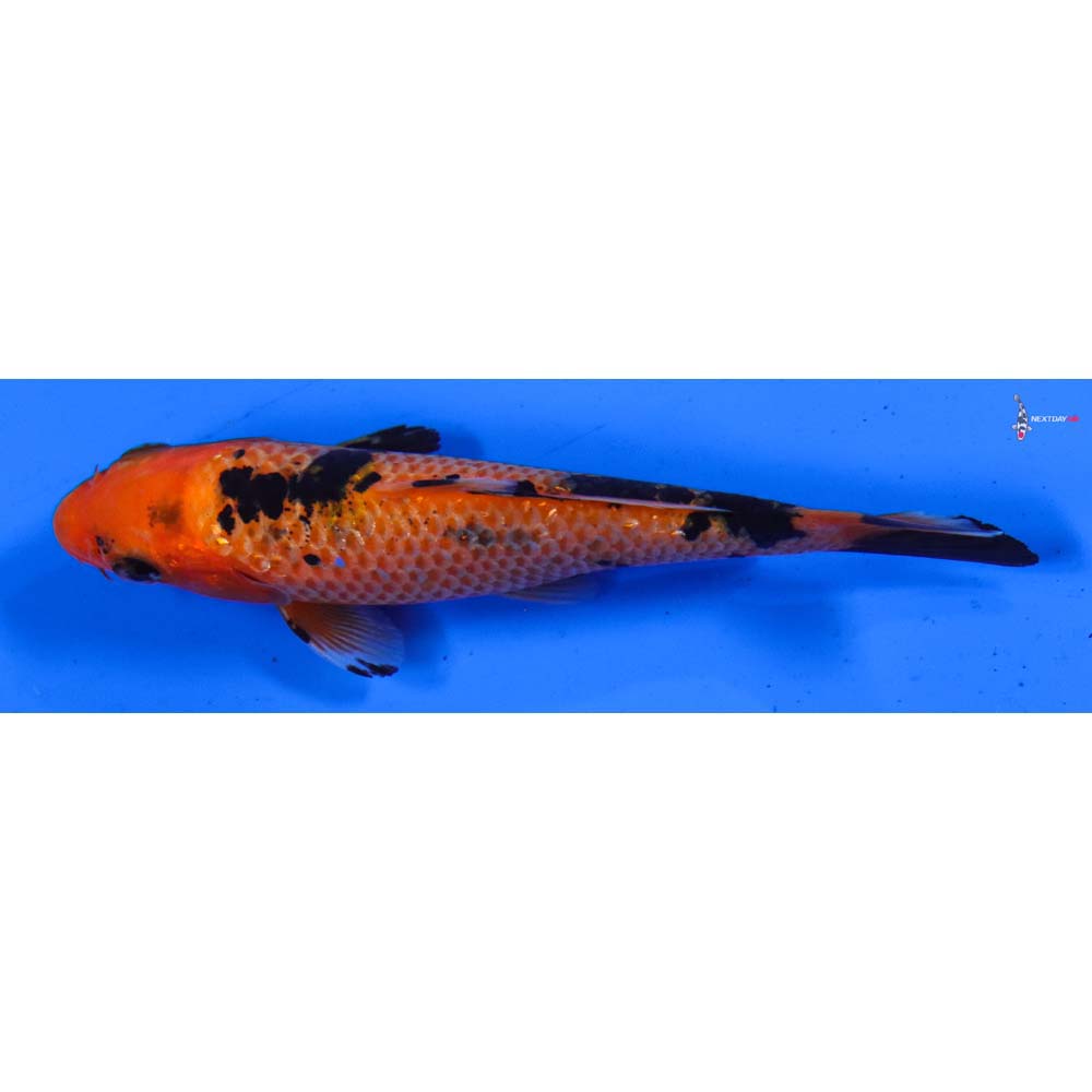 4” Imported Gin Rin Aka Bekko