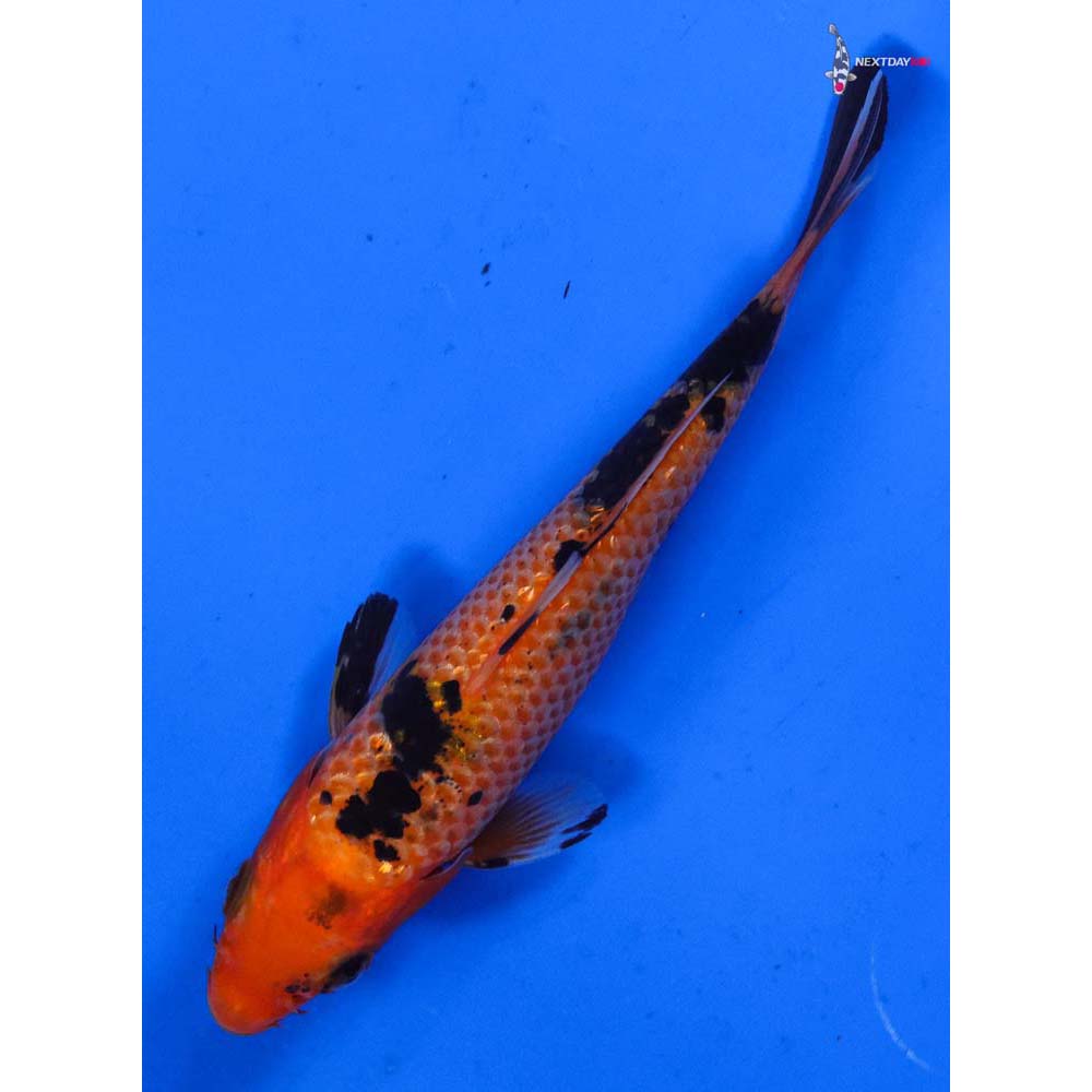 4” Imported Gin Rin Aka Bekko