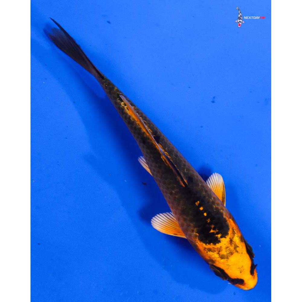 4” Imported Orenji Matsuba