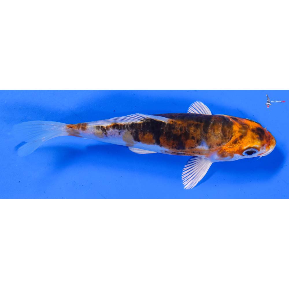 4” Imported Heisei Nishiki