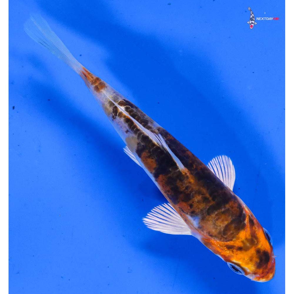 4” Imported Heisei Nishiki