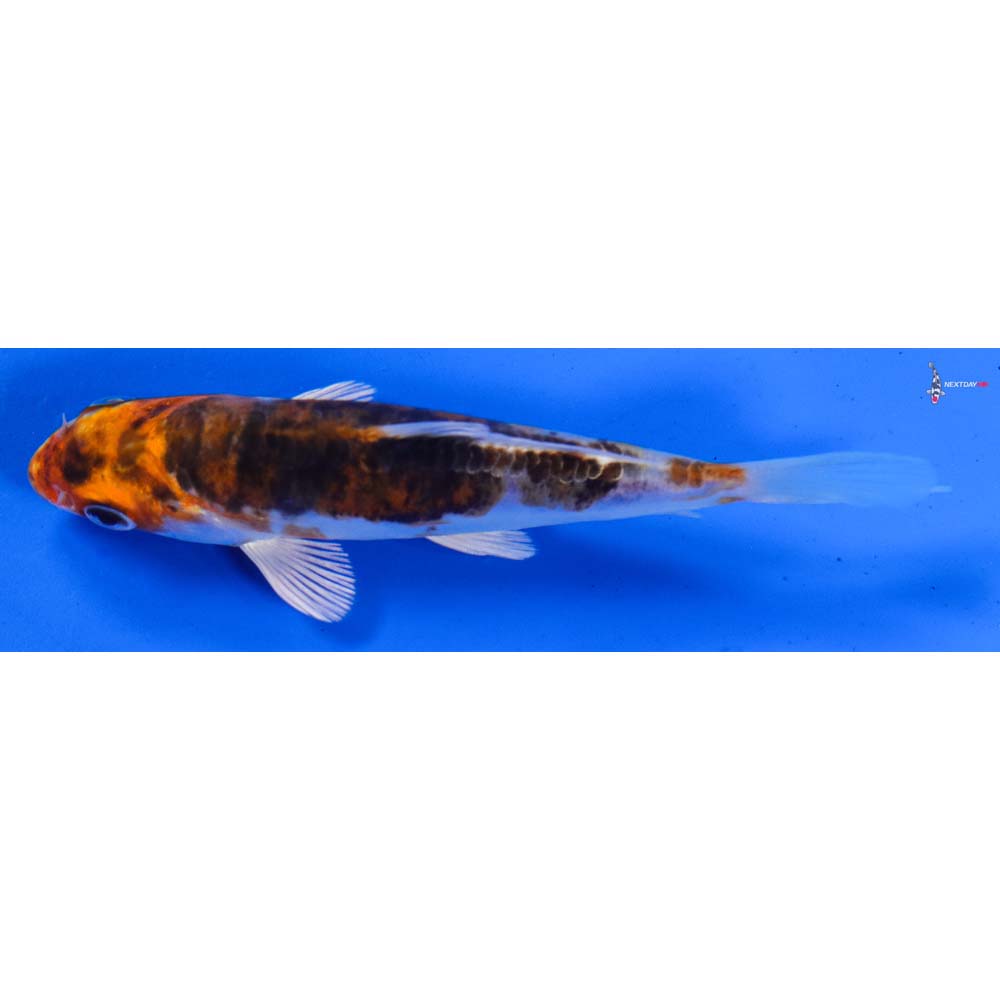 4” Imported Heisei Nishiki