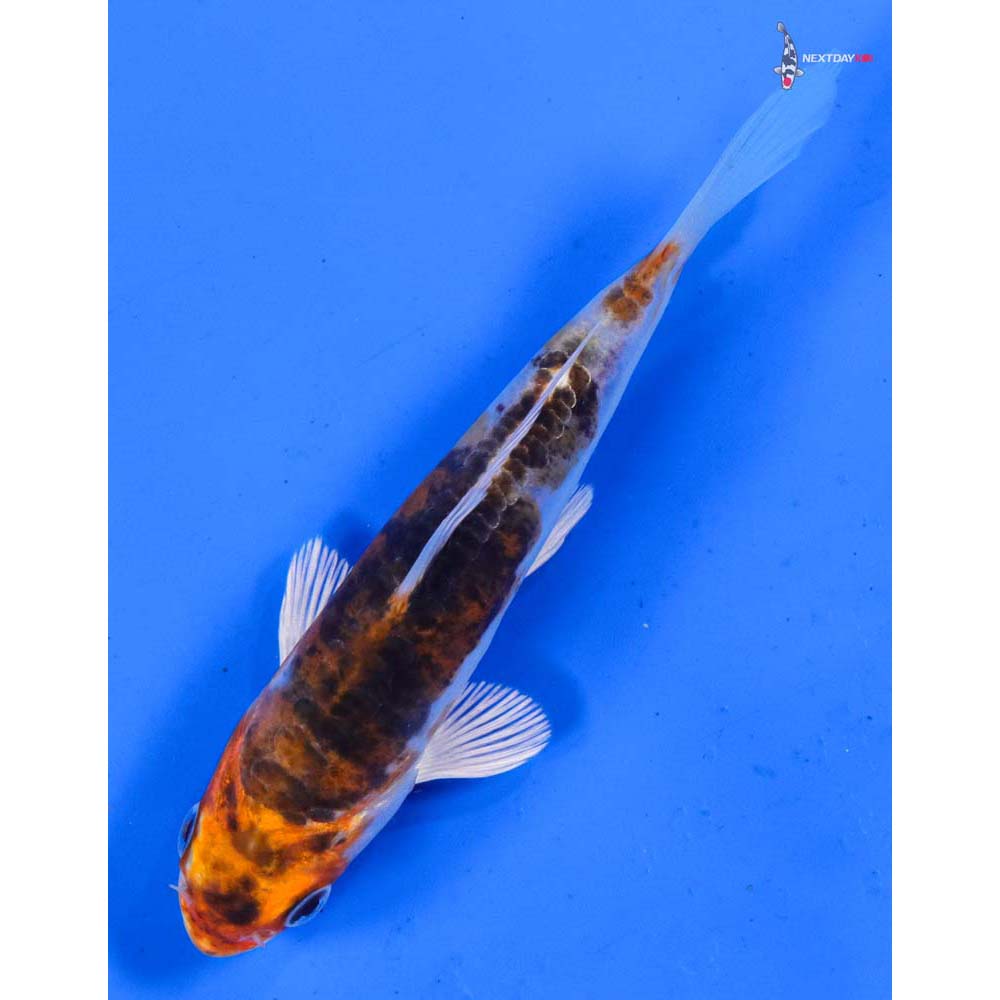 4” Imported Heisei Nishiki