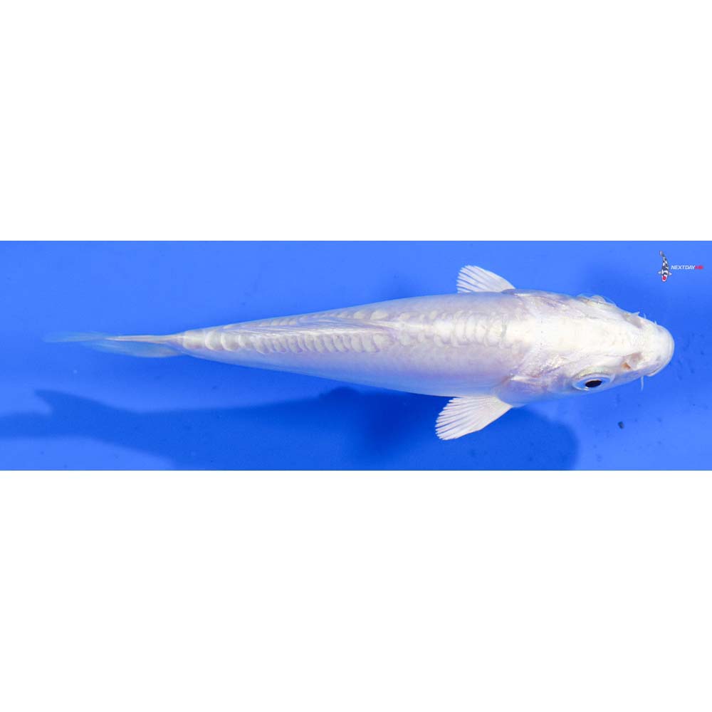 4” Imported Doitsu Platinum Ogon