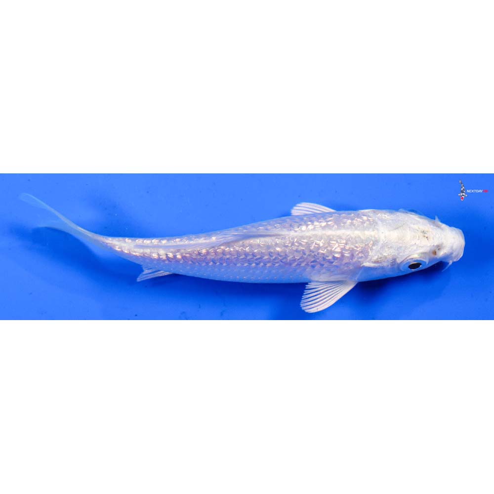 4” Imported Gin Rin Platinum Ogon