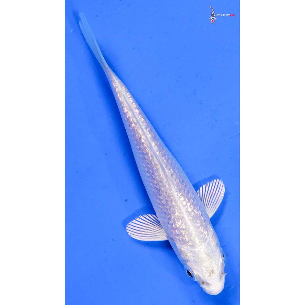 4” Imported Gin Rin Platinum Ogon