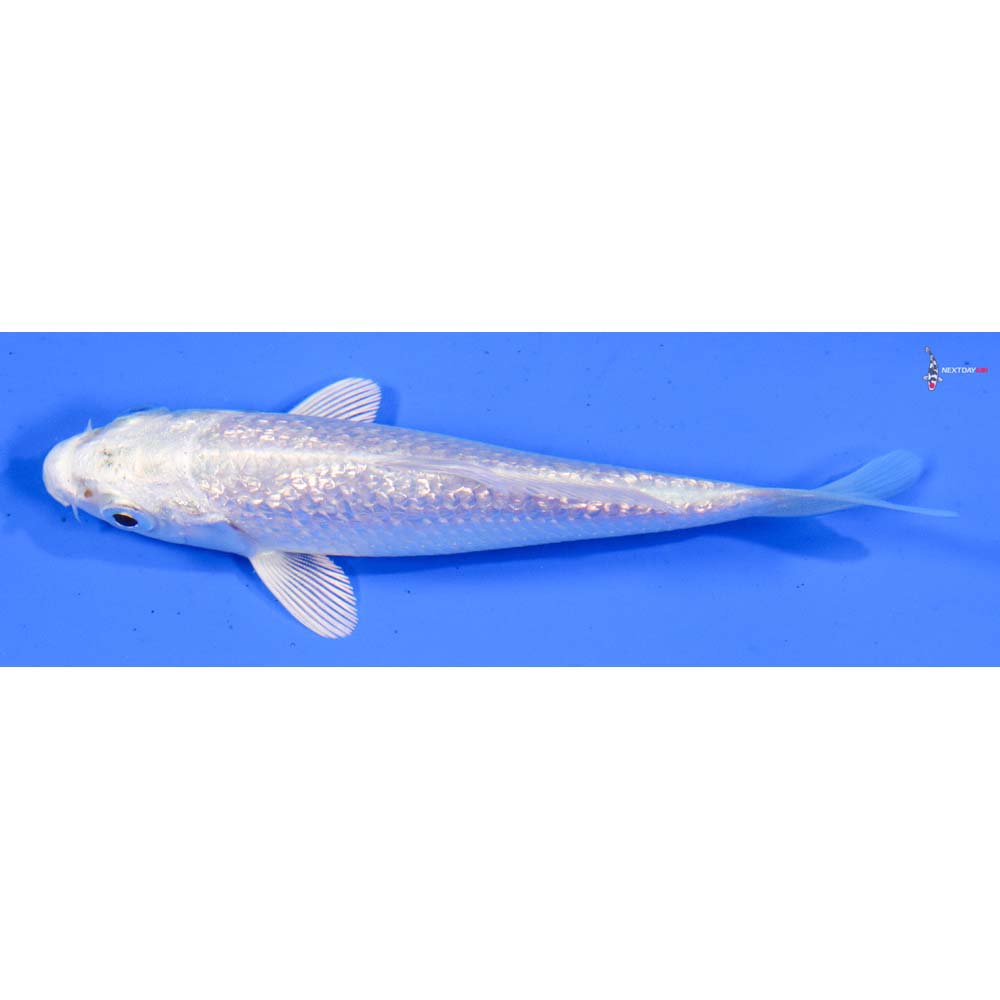 4” Imported Gin Rin Platinum Ogon