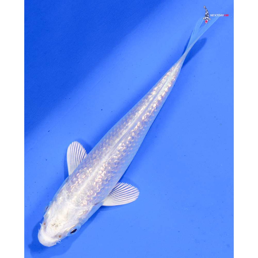 4” Imported Gin Rin Platinum Ogon